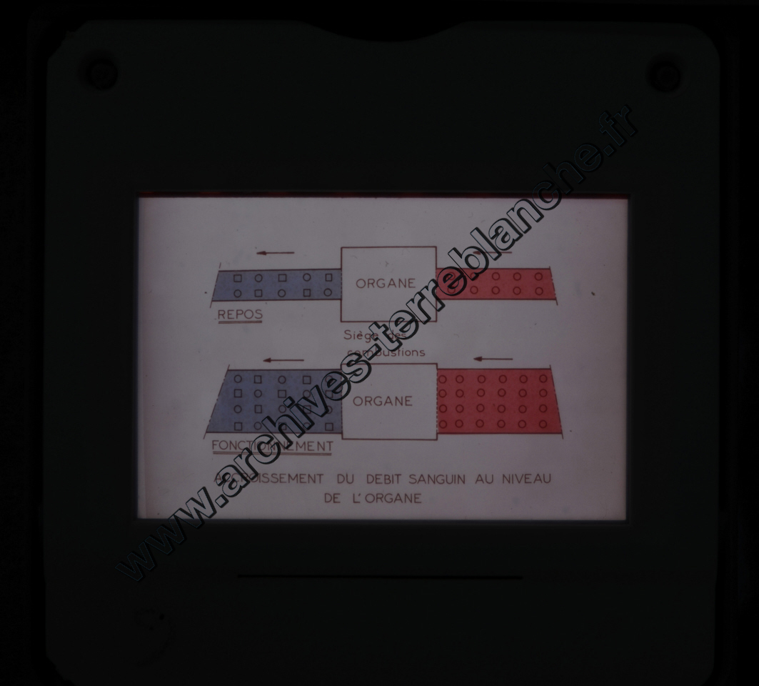 Fréquence Cardiac (partie 1)